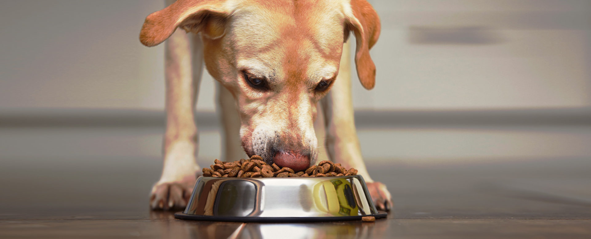 Choosing the Right Dog Food