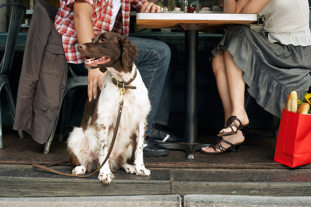 10 Pet-friendly restaurants that will have your pooch pleased.