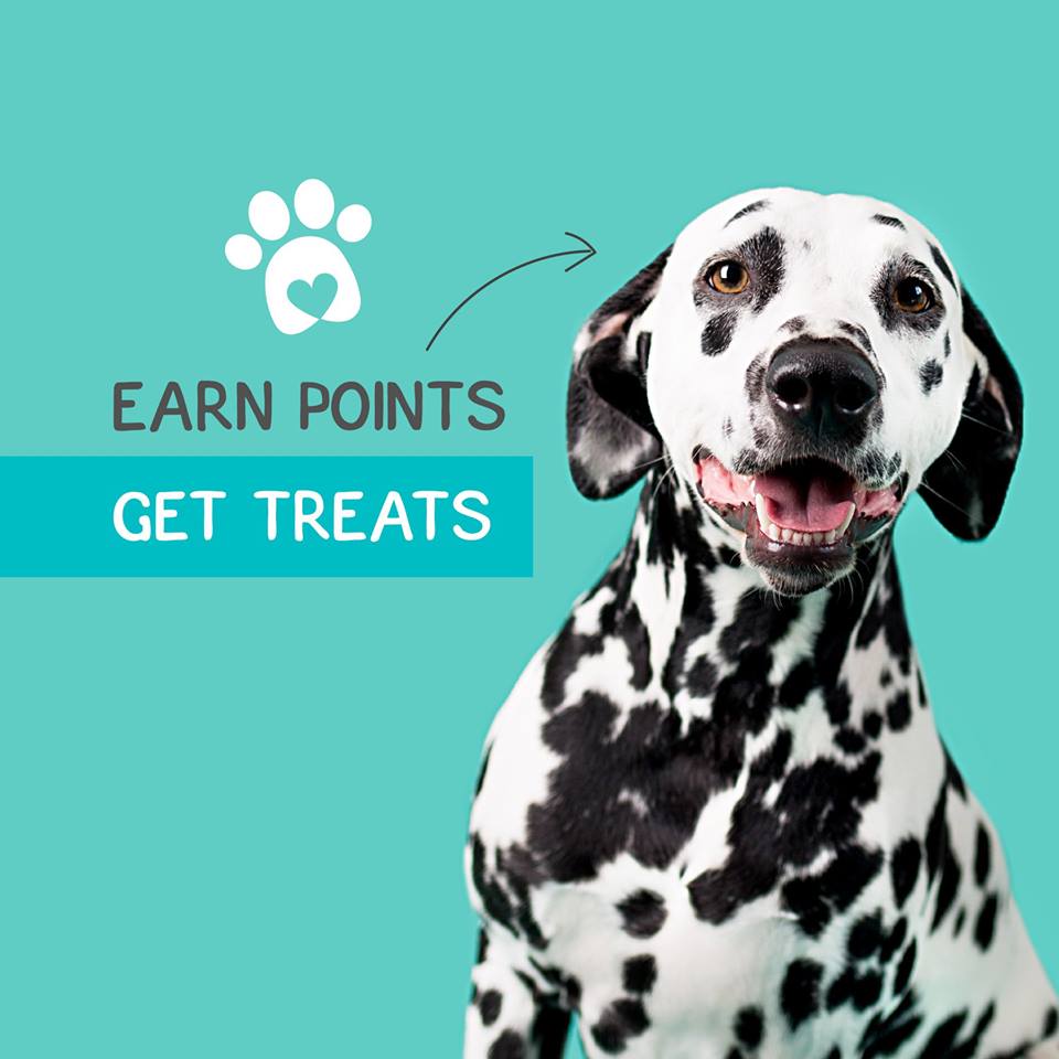 At Yapper we are always looking to bring you more benefits for looking after your pup and that's why we have partnered with Pick n Pay Pet Club.