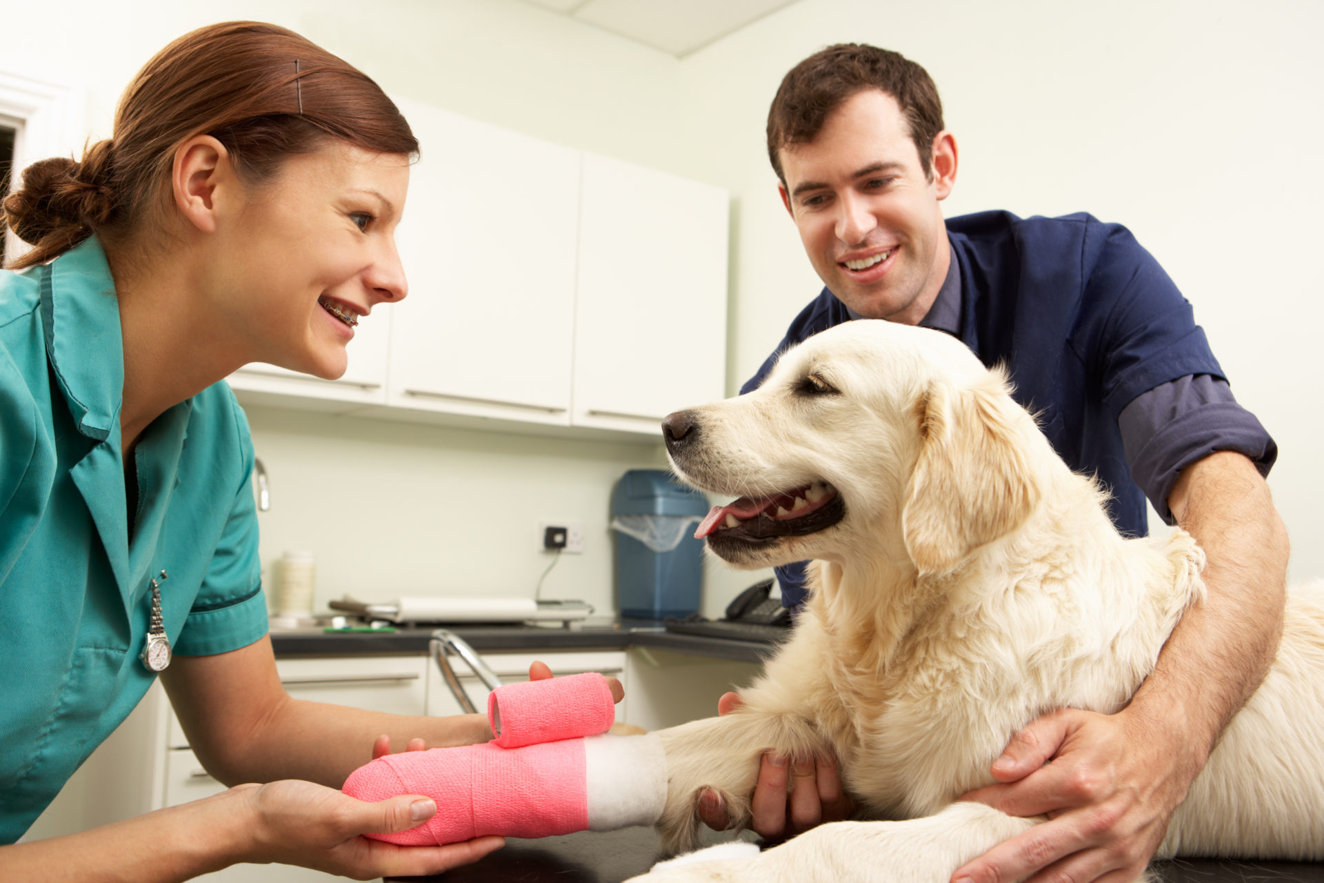 Does your pup need pet insurance?