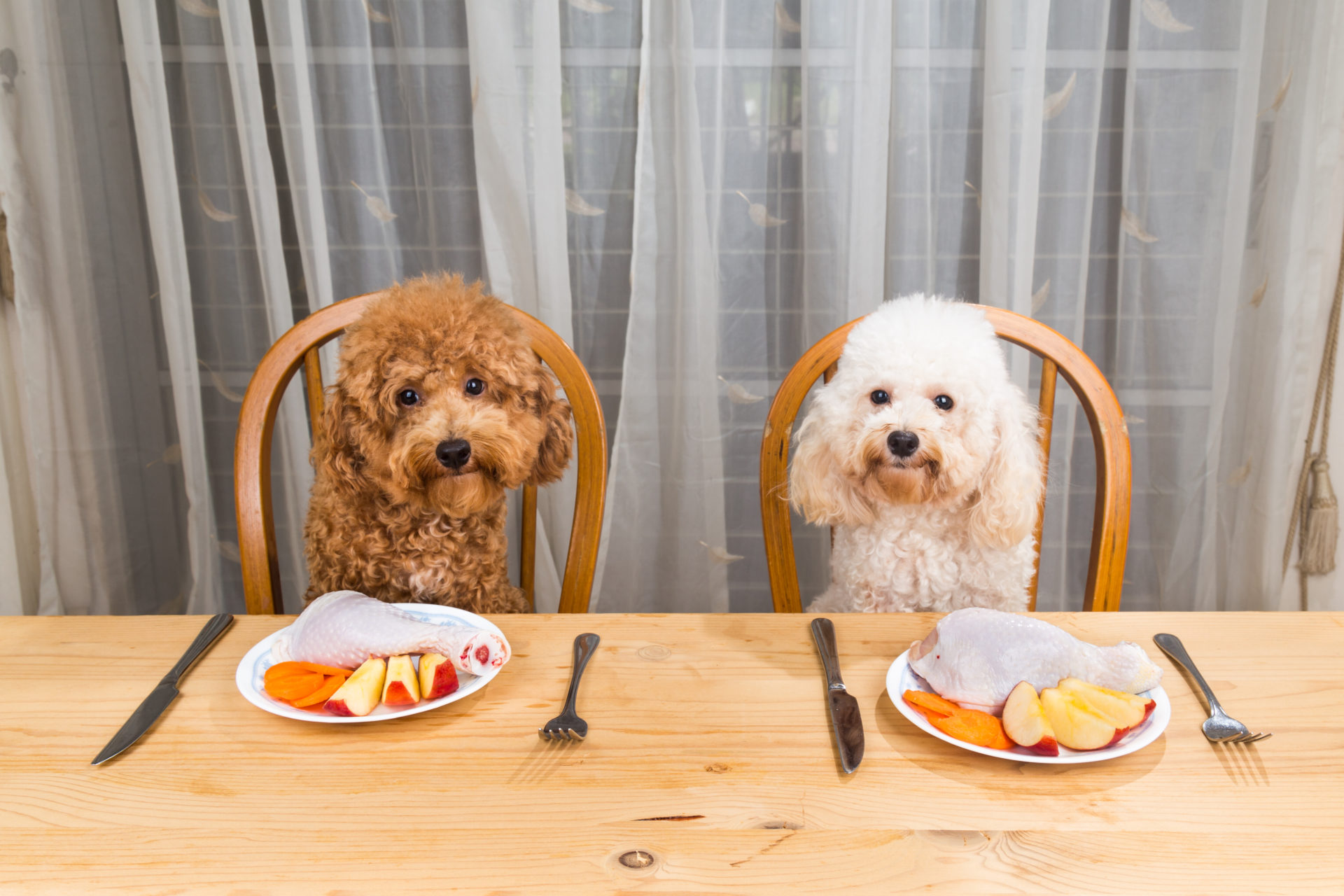 Meals for Dogs • Yapper
