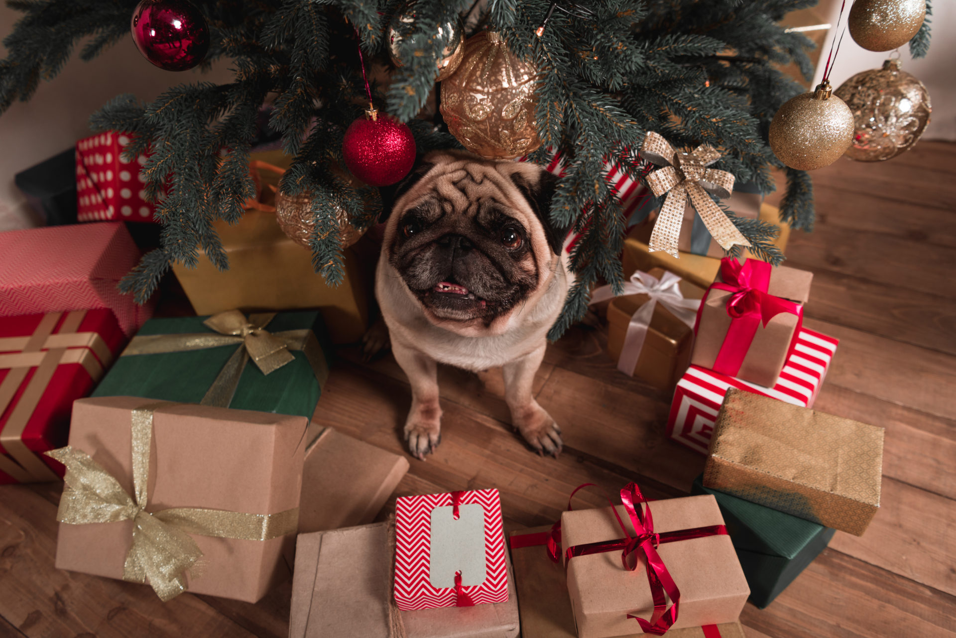 5 Best Christmas Gifts for Dogs